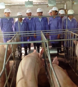 Chăn nuôi Mitraco: Liên tục bứt phá góp phần chuyển dịch tái cơ cấu ngành chăn nuôi ở Hà Tĩnh