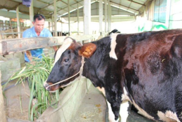 Đến lượt Bộ NN&PTNT “cầu cứu” doanh nghiệp mua sữa bò