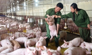 Hà Tĩnh: Bỏ Thủ đô về quê… nuôi lợn, lãi tỷ đồng/năm